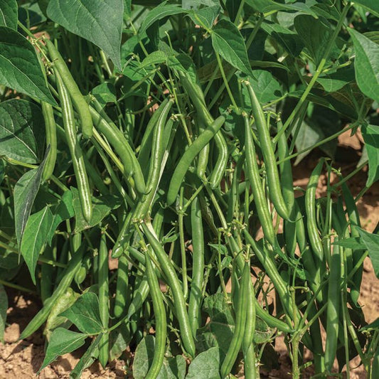 10 reasons why you should eat green beans